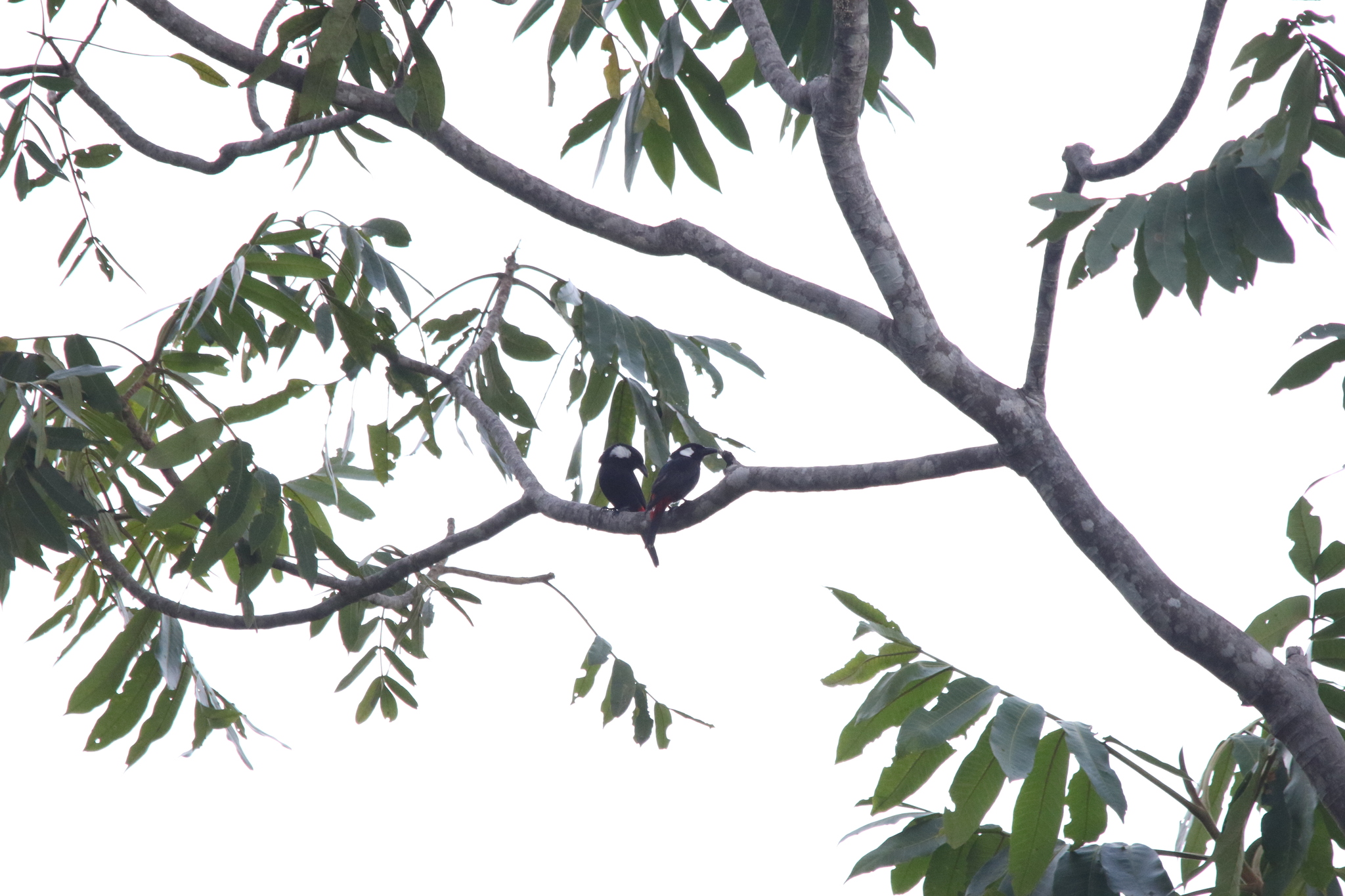 Lowland Peltops (Peltops blainvillii), photo 6