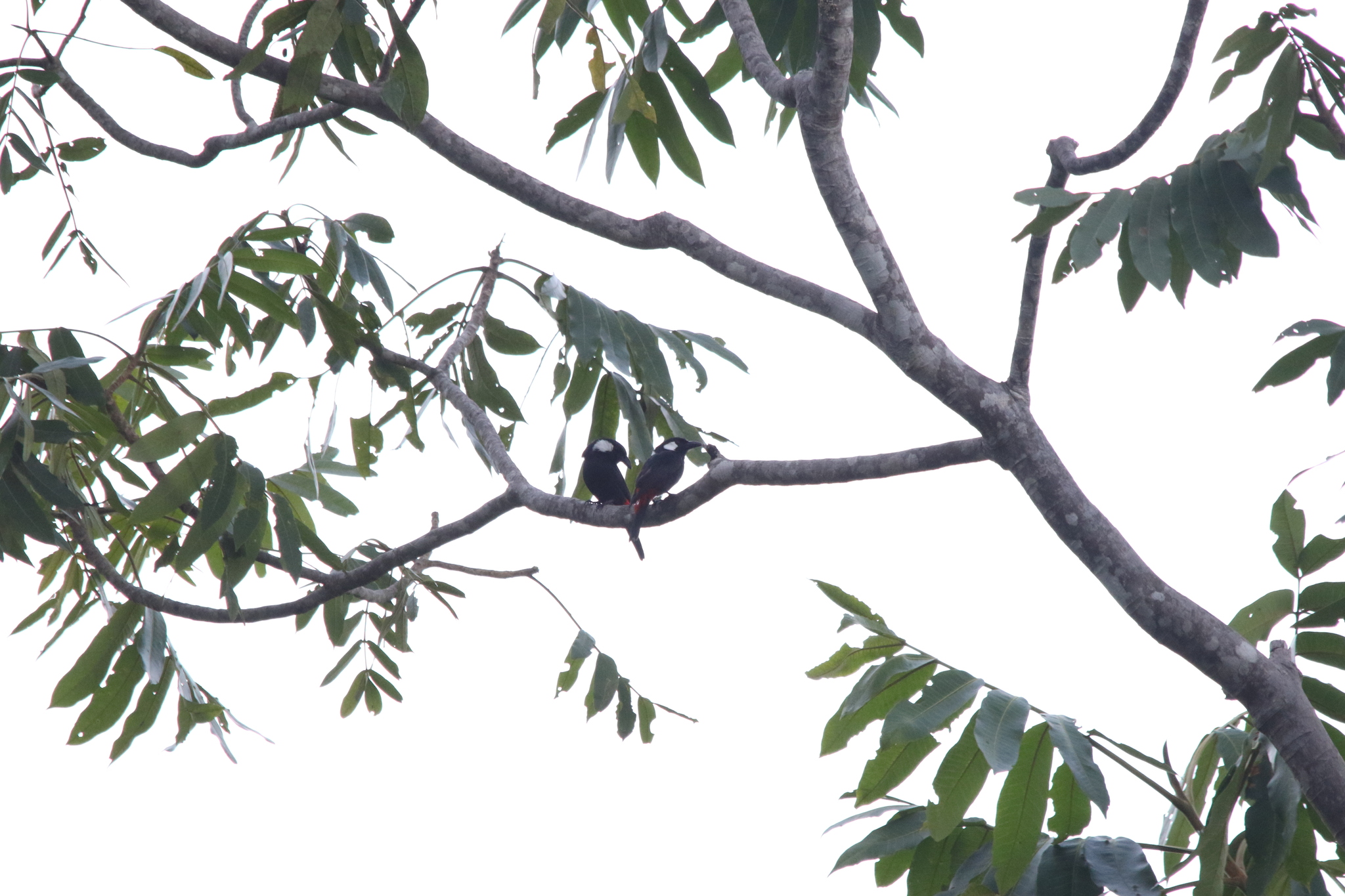 Lowland Peltops (Peltops blainvillii), photo 5