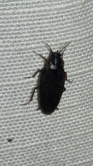 Corydiidae