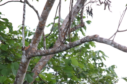 Yellow-capped Pygmy Parrot (Micropsitta keiensis)