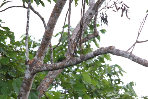 Yellow-capped Pygmy Parrot (Micropsitta keiensis), photo 2