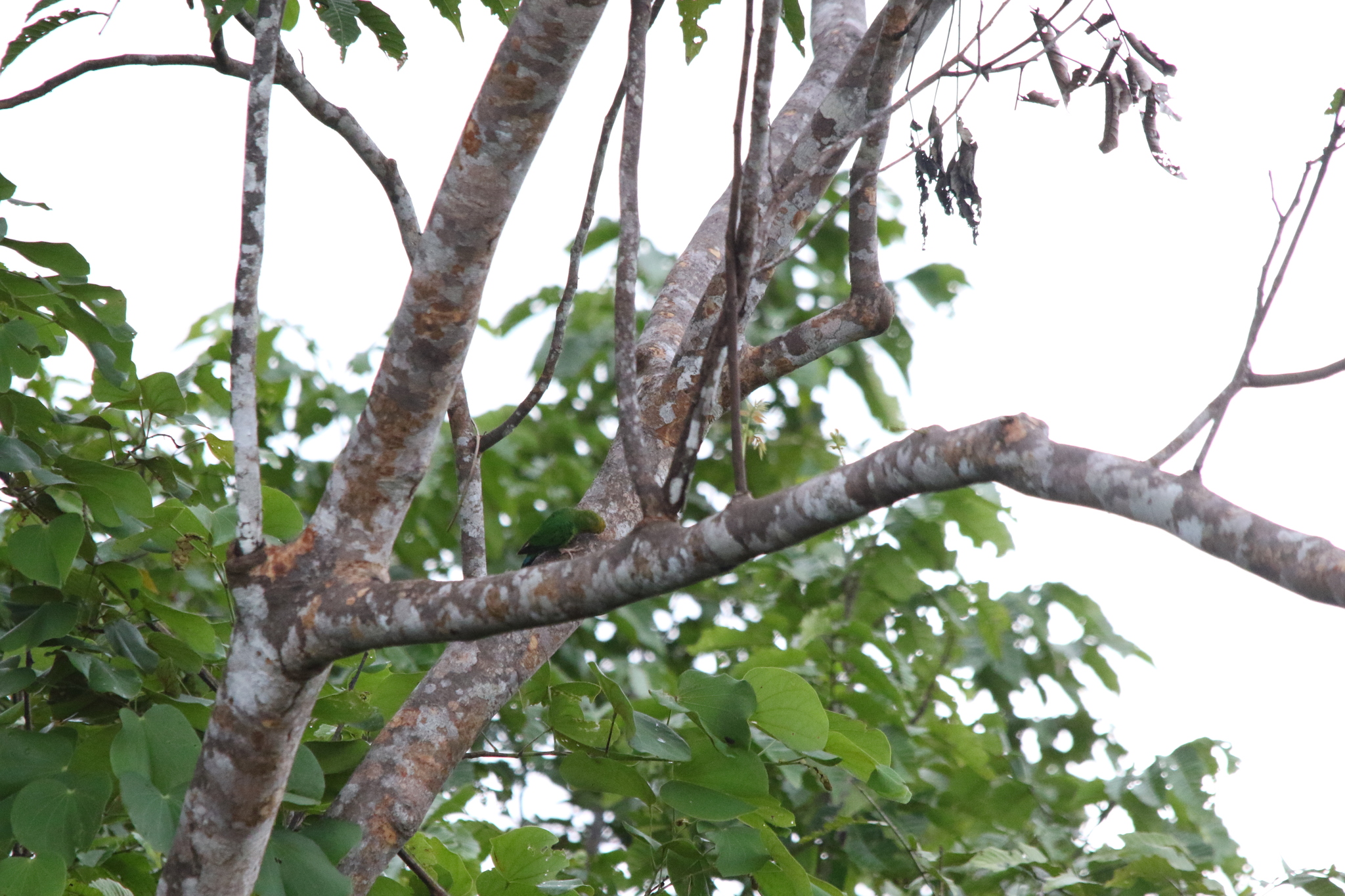 Yellow-capped Pygmy Parrot (Micropsitta keiensis), photo 2