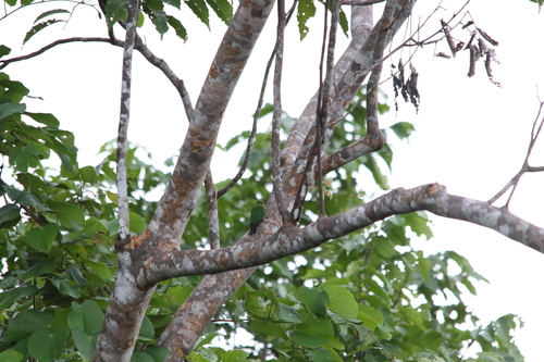 Yellow-capped Pygmy Parrot (Micropsitta keiensis), photo 6