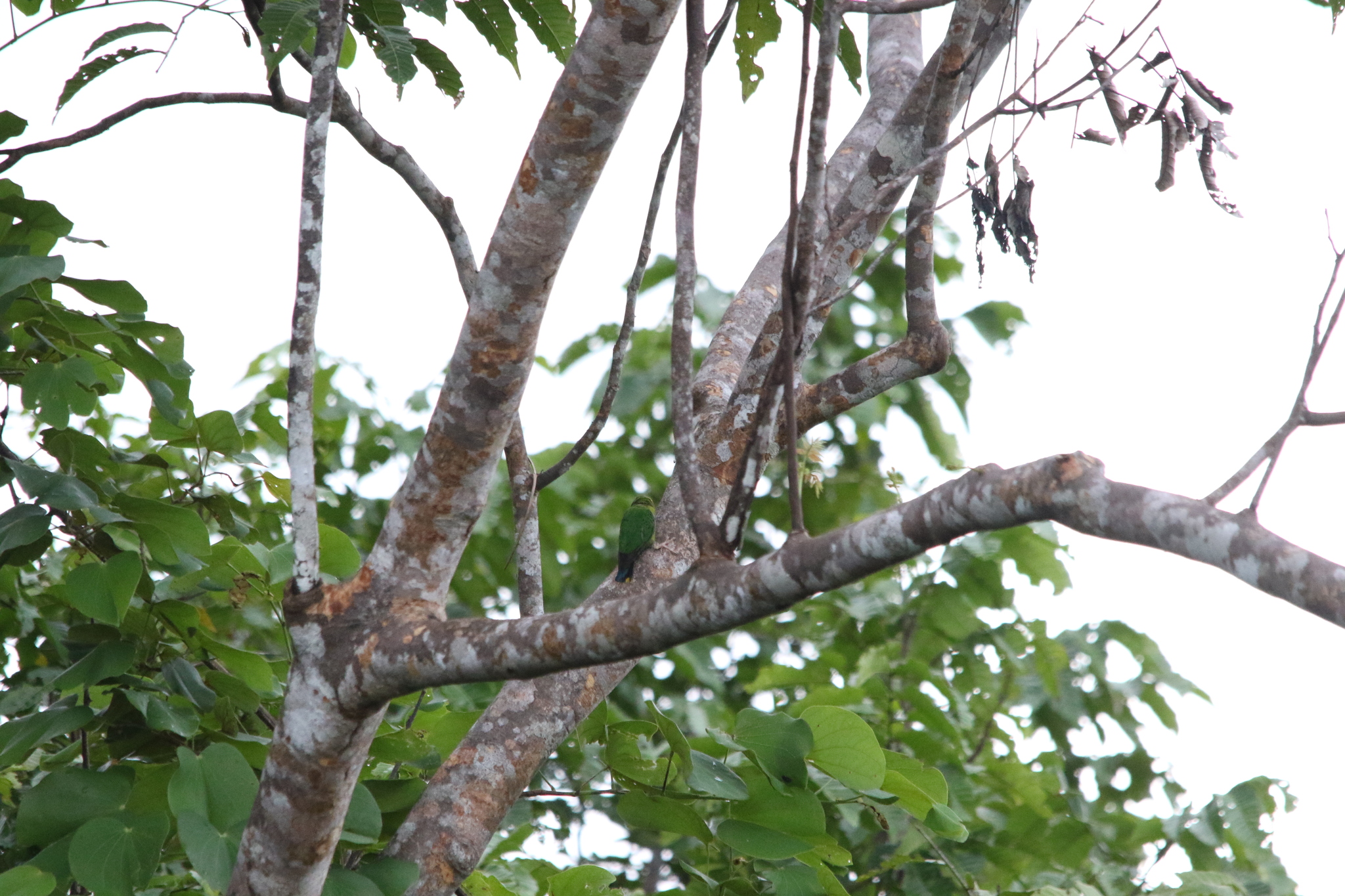 Yellow-capped Pygmy Parrot (Micropsitta keiensis), photo 10