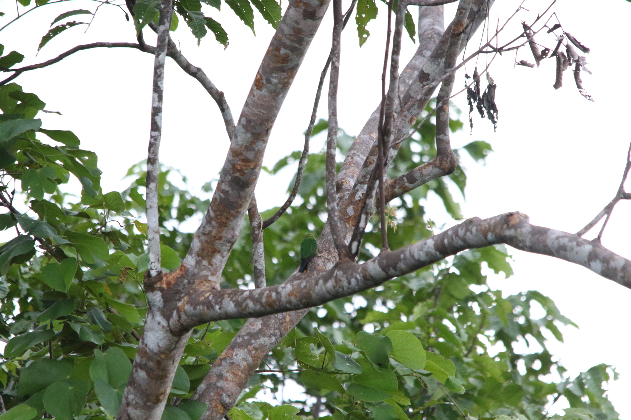 Yellow-capped Pygmy Parrot (Micropsitta keiensis), photo 8