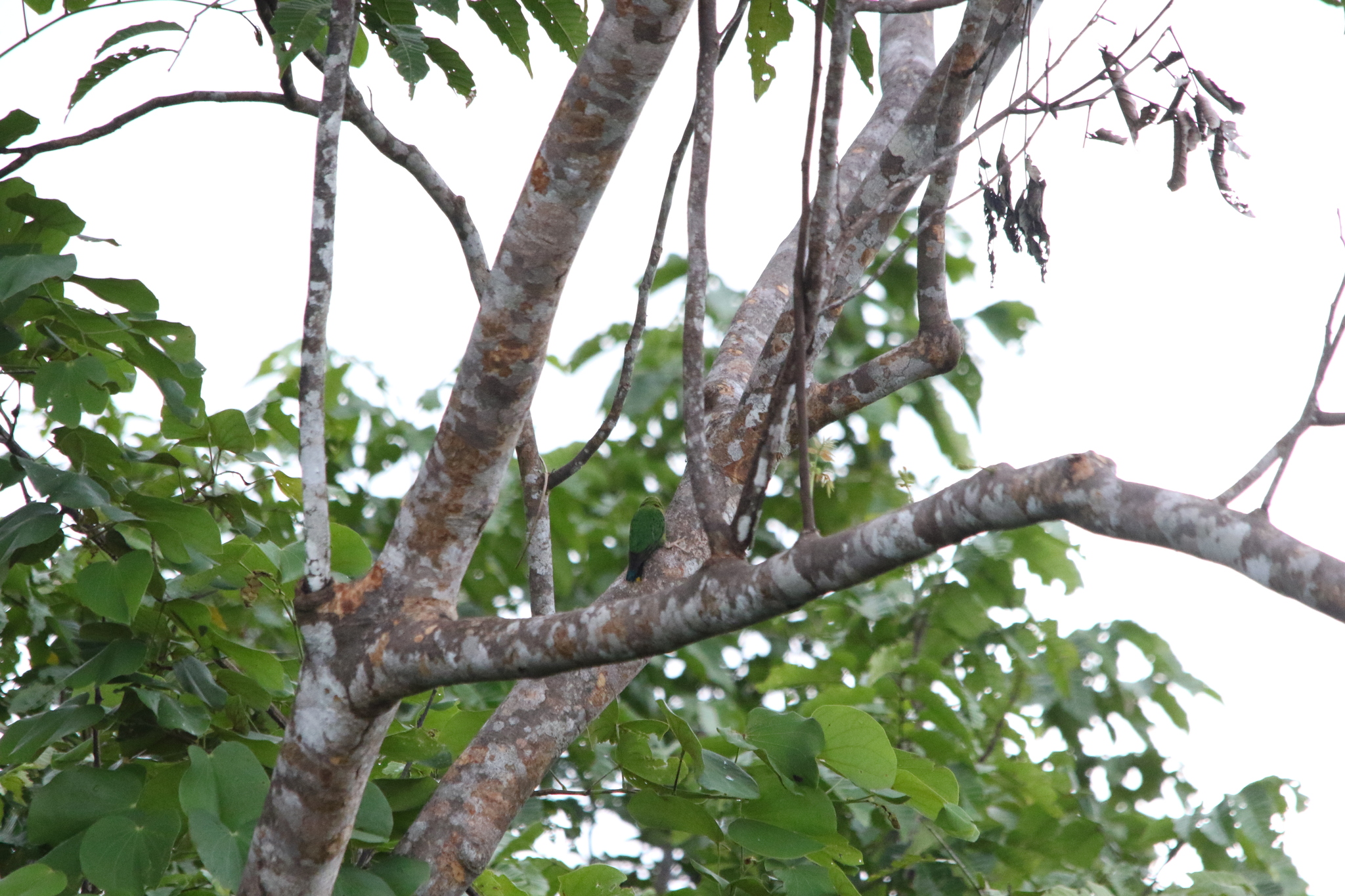 Yellow-capped Pygmy Parrot (Micropsitta keiensis), photo 9