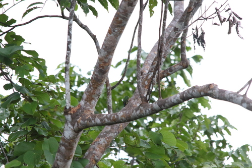 Yellow-capped Pygmy Parrot (Micropsitta keiensis), photo 7