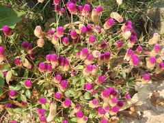 Gomphrena serrata