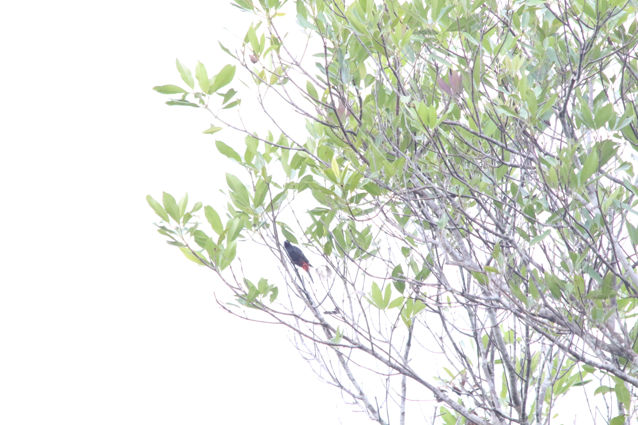 Lowland Peltops (Peltops blainvillii), photo 8