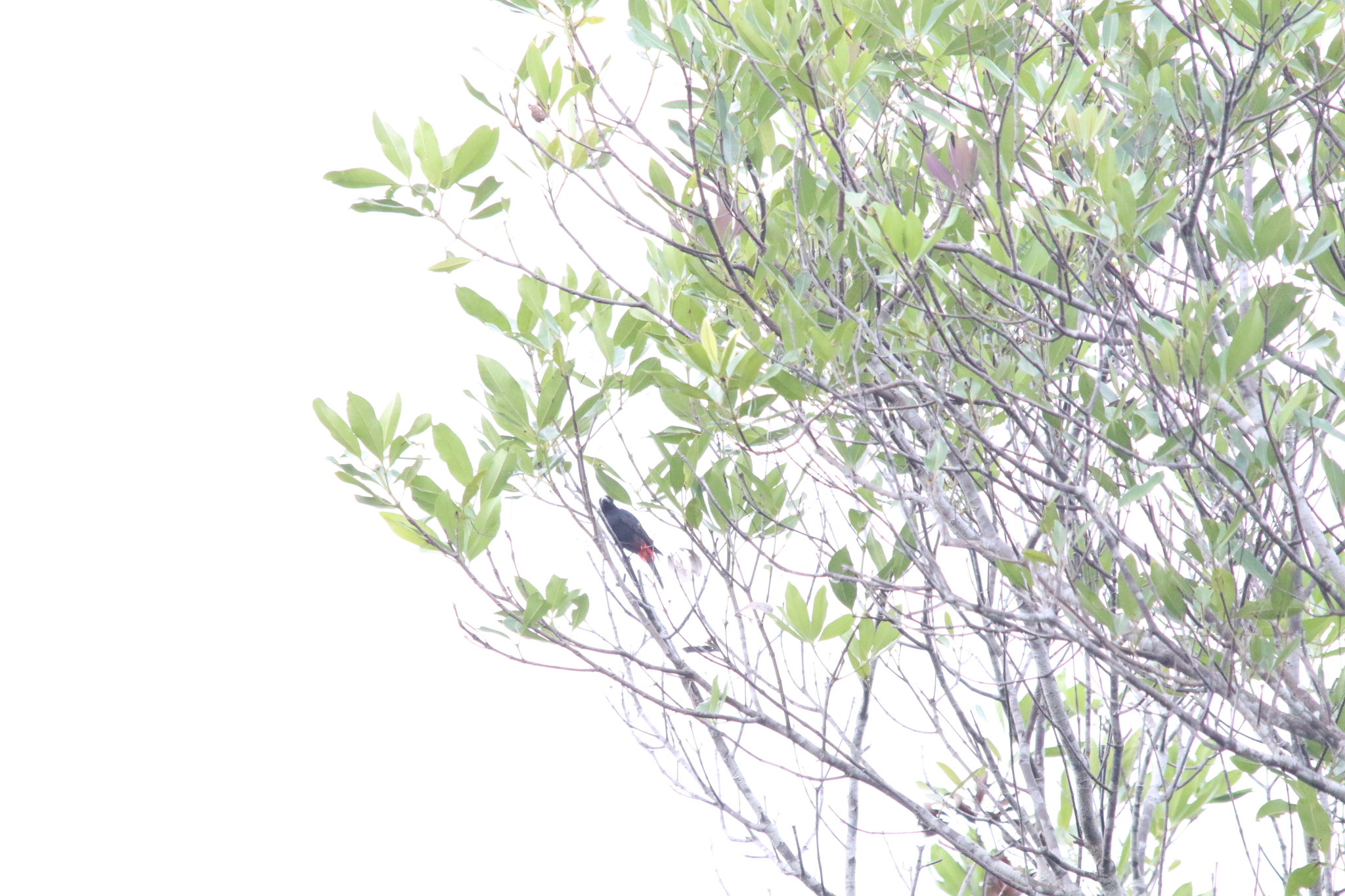 Lowland Peltops (Peltops blainvillii), photo 7