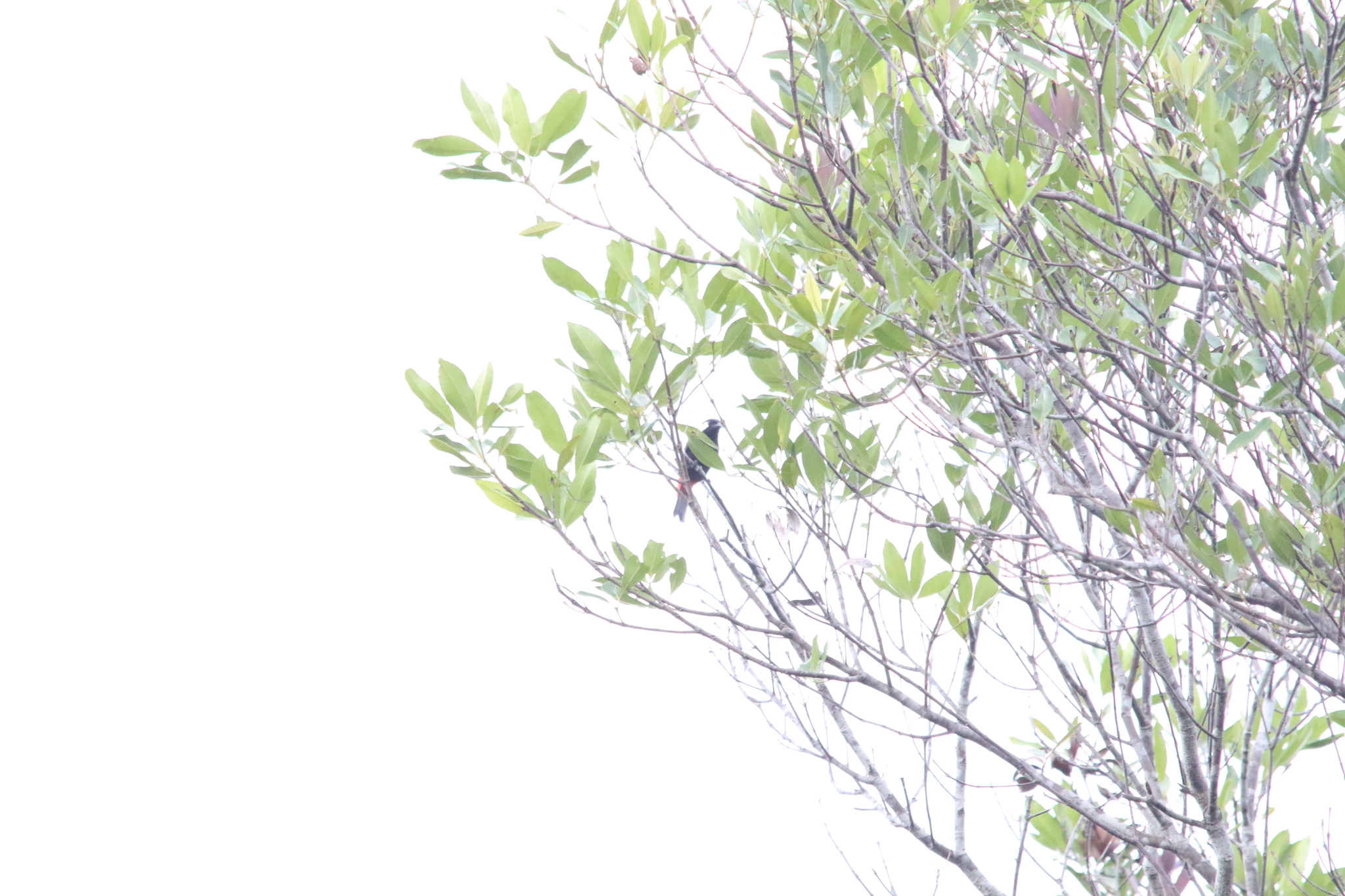 Lowland Peltops (Peltops blainvillii), photo 9