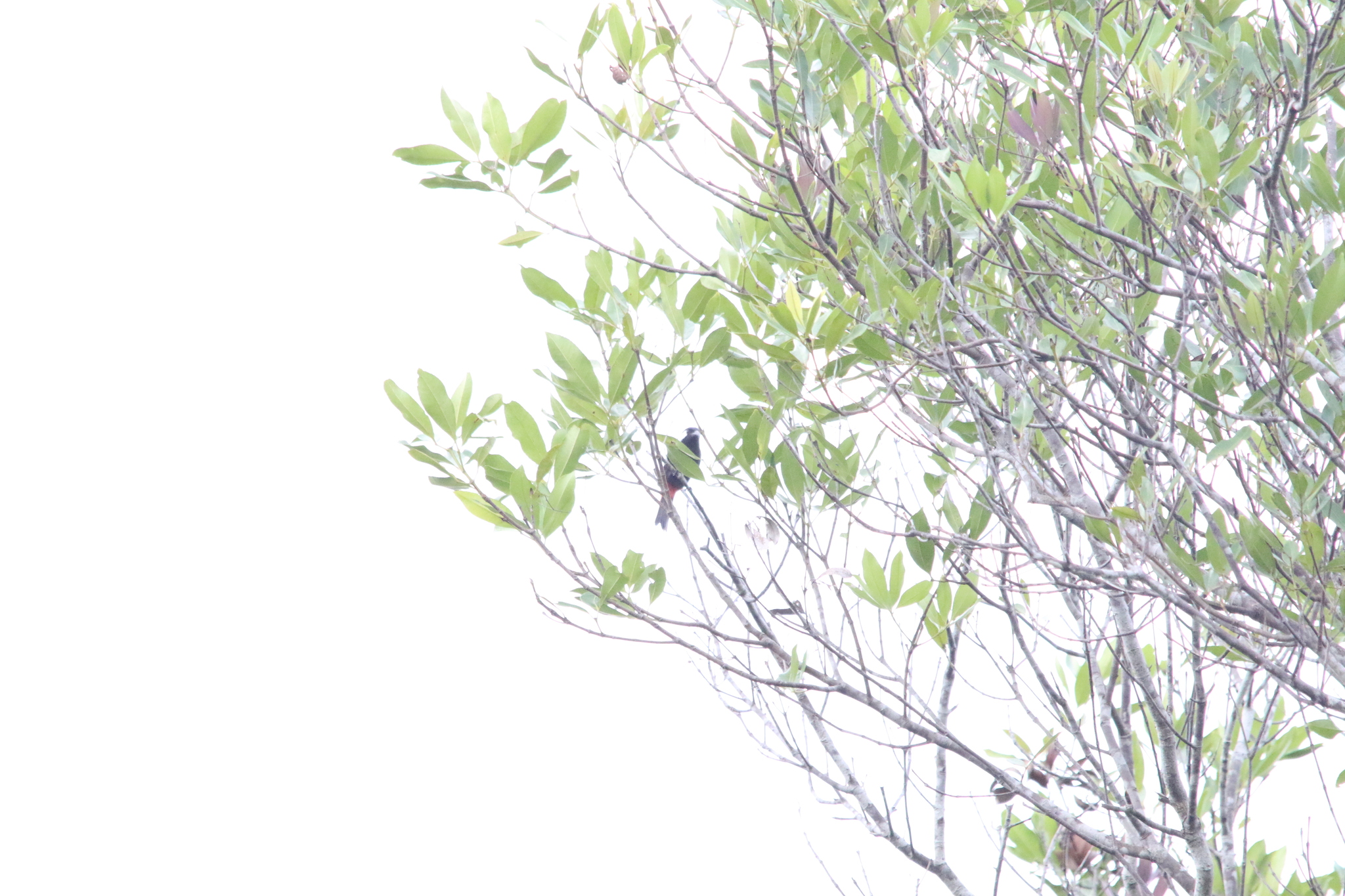 Lowland Peltops (Peltops blainvillii), photo 10