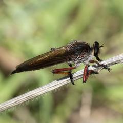 Colepia rufiventris