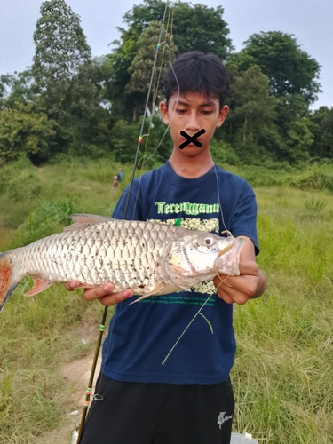 Hampala Barb