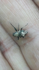 Parapantomorus fluctuosus