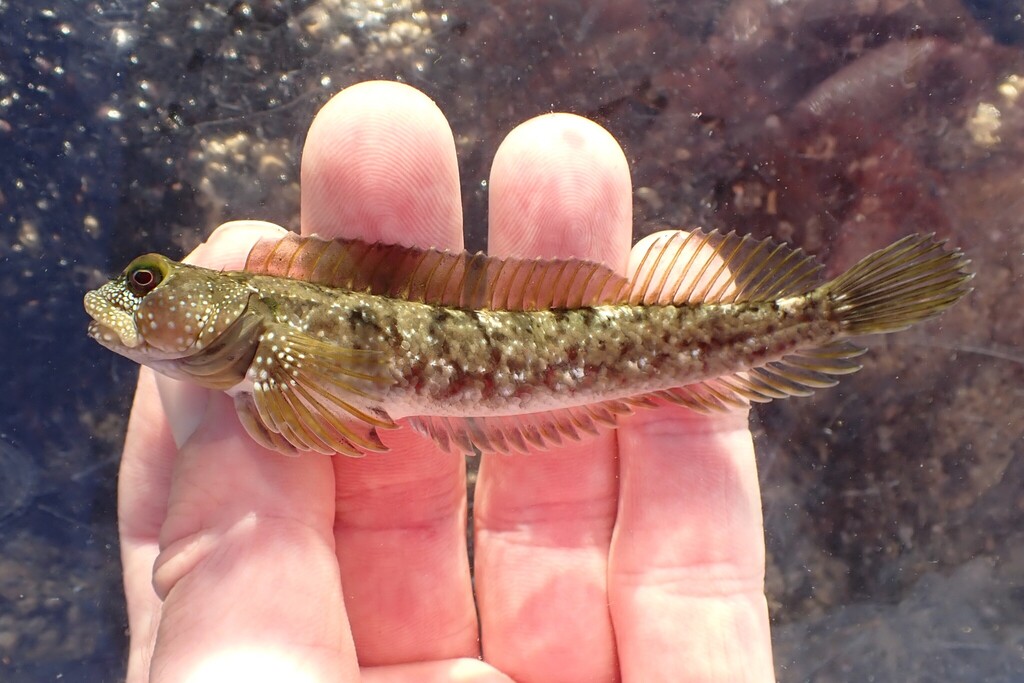 Foureye rockskipper (Dialommus macrocephalus) — Labrisomidae