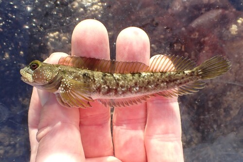 Foureye rockskipper (Dialommus macrocephalus) — Labrisomidae