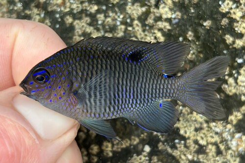Photo of Acapulco damselfish (Stegastes acapulcoensis)