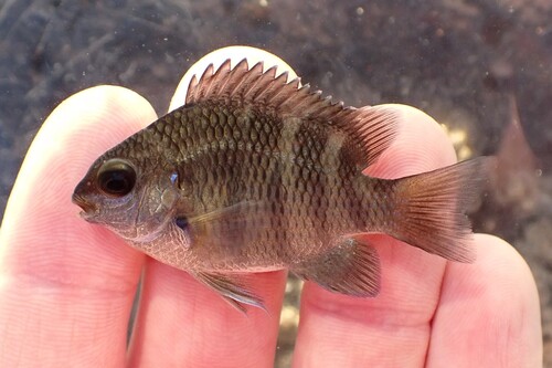 Photo of Unicolored Sergeant Major (Abudefduf concolor)
