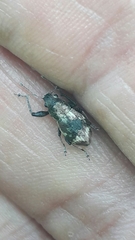 Parapantomorus fluctuosus