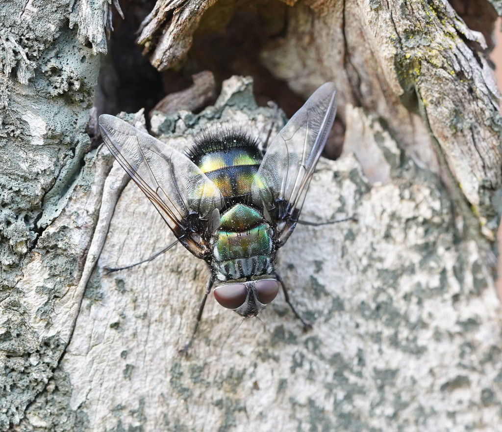 Rutilia imperialis