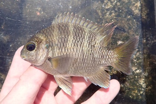 Dusky seargent (Abudefduf concolor) — Pomacentridae — 3