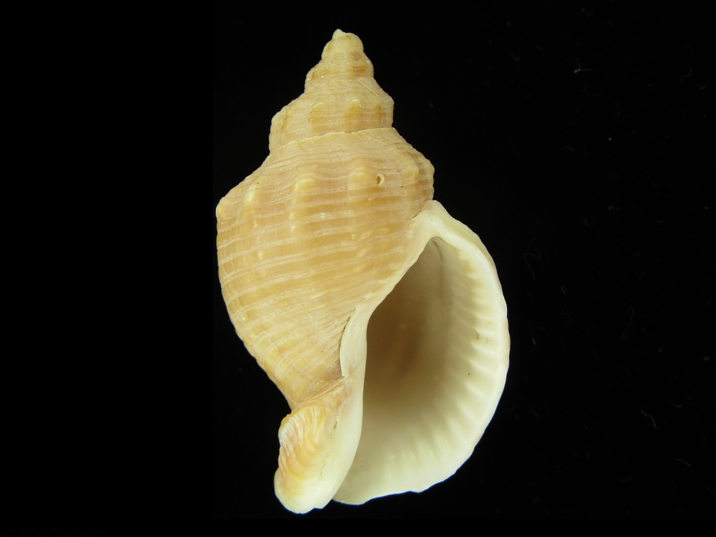 Siphonalia