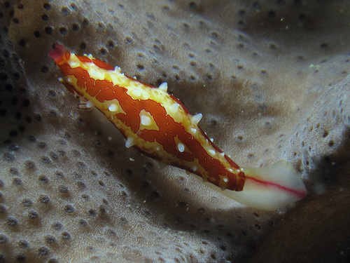 Angas' Volva