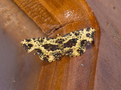 Monocerotesa radiata