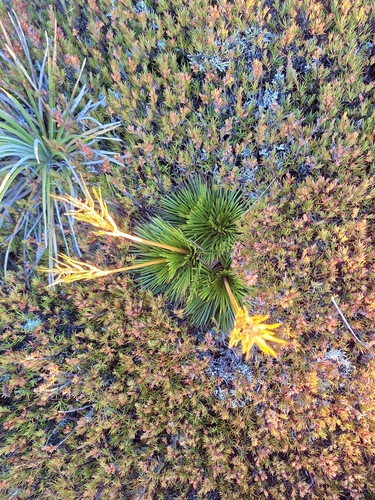 Aciphylla montana (Aciphylla montana)