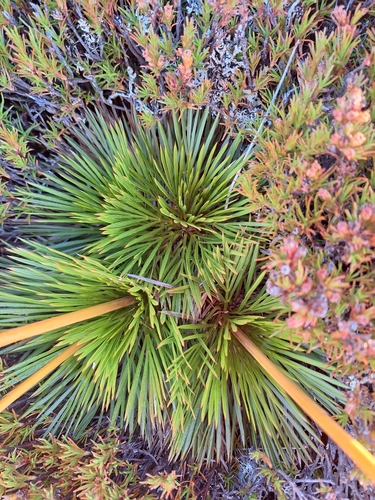 Aciphylla montana, photograph 4
