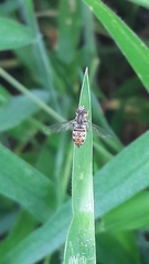 Toxomerus pulchellus