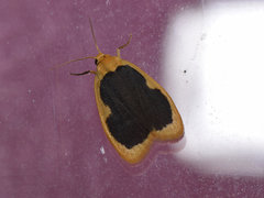 Pseudoblabes oophora