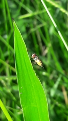 Toxomerus pulchellus