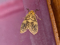 Pseudobarsine bombdilensis