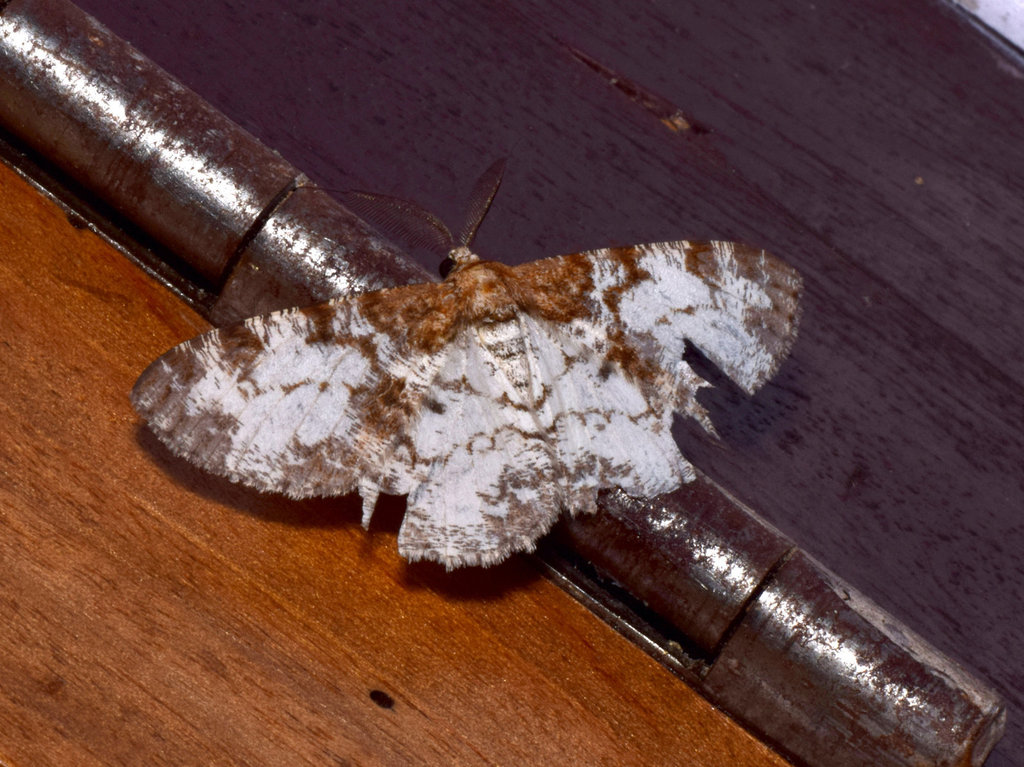 Hypomecis oblivia