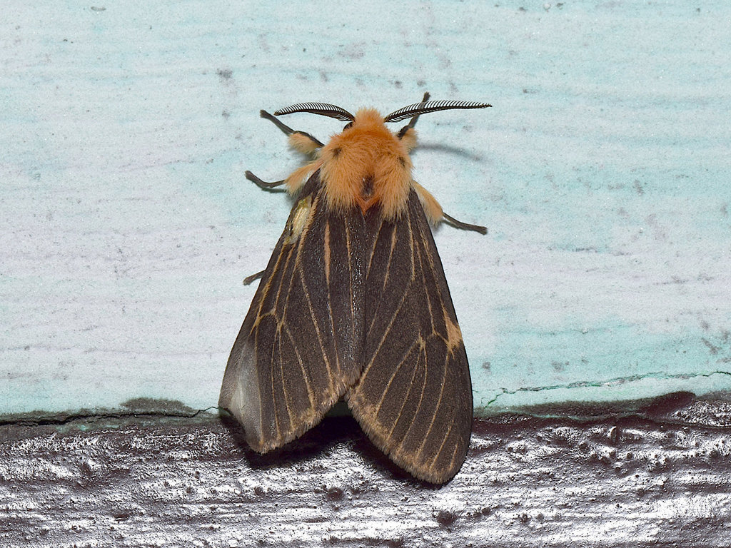 Lemyra neurica