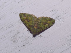 Myrioblephara duplexa