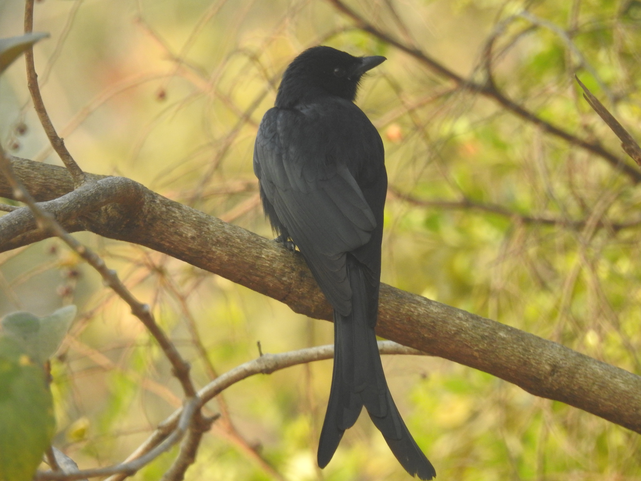 Black Drongo