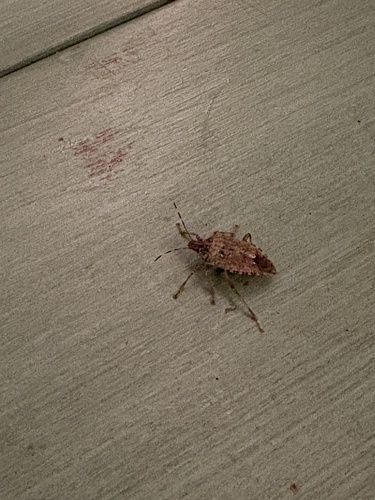 Brown Marmorated Stink Bug