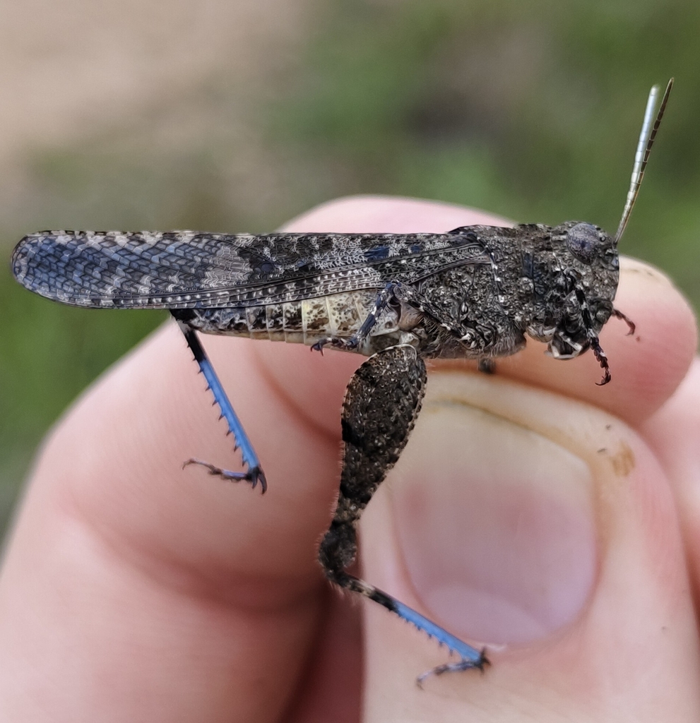 Pternoscirta