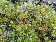 Bryophyta