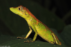 Pseudocalotes tympanistriga