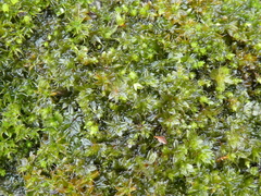 Bryophyta