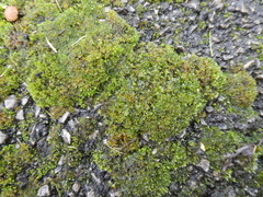 Bryophyta