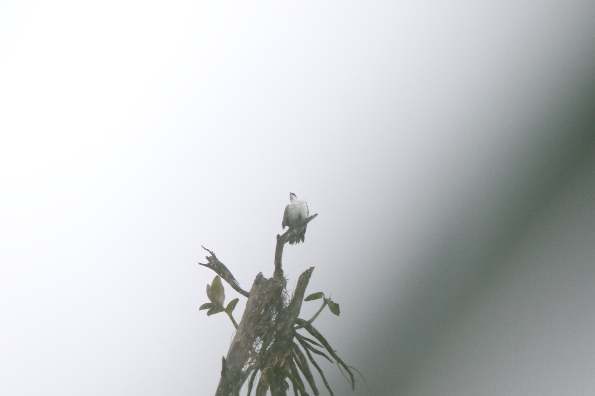 Black-browed Triller (Lalage atrovirens), photo 10