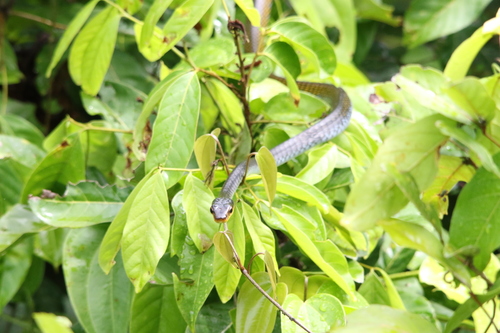 big-eyed tree snake, Dendrelaphis macrops