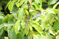 Big-eyed Tree Snake