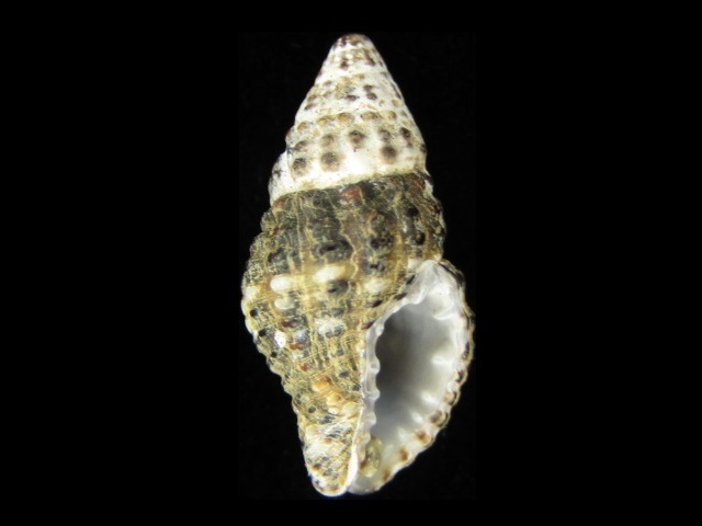 Engina menkeana
