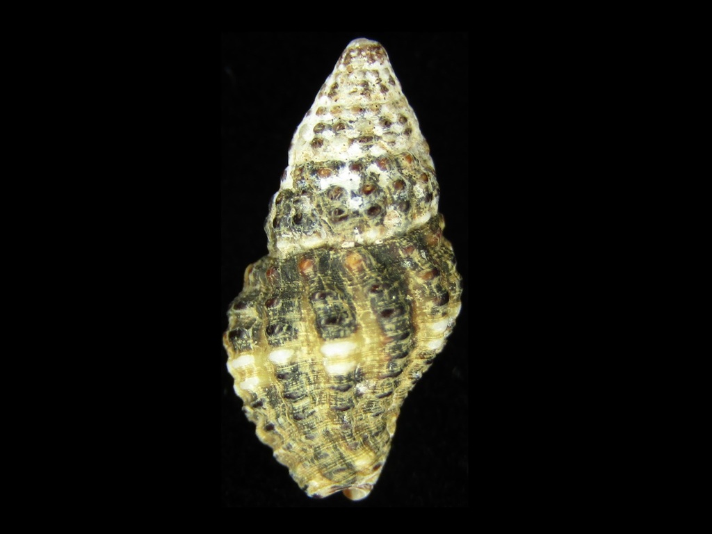 Engina menkeana